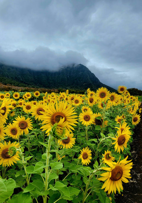 Oil-lyn: Huile de tournesol