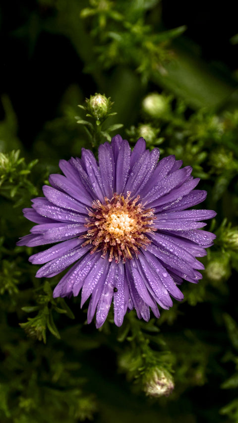 Aster Tataricus